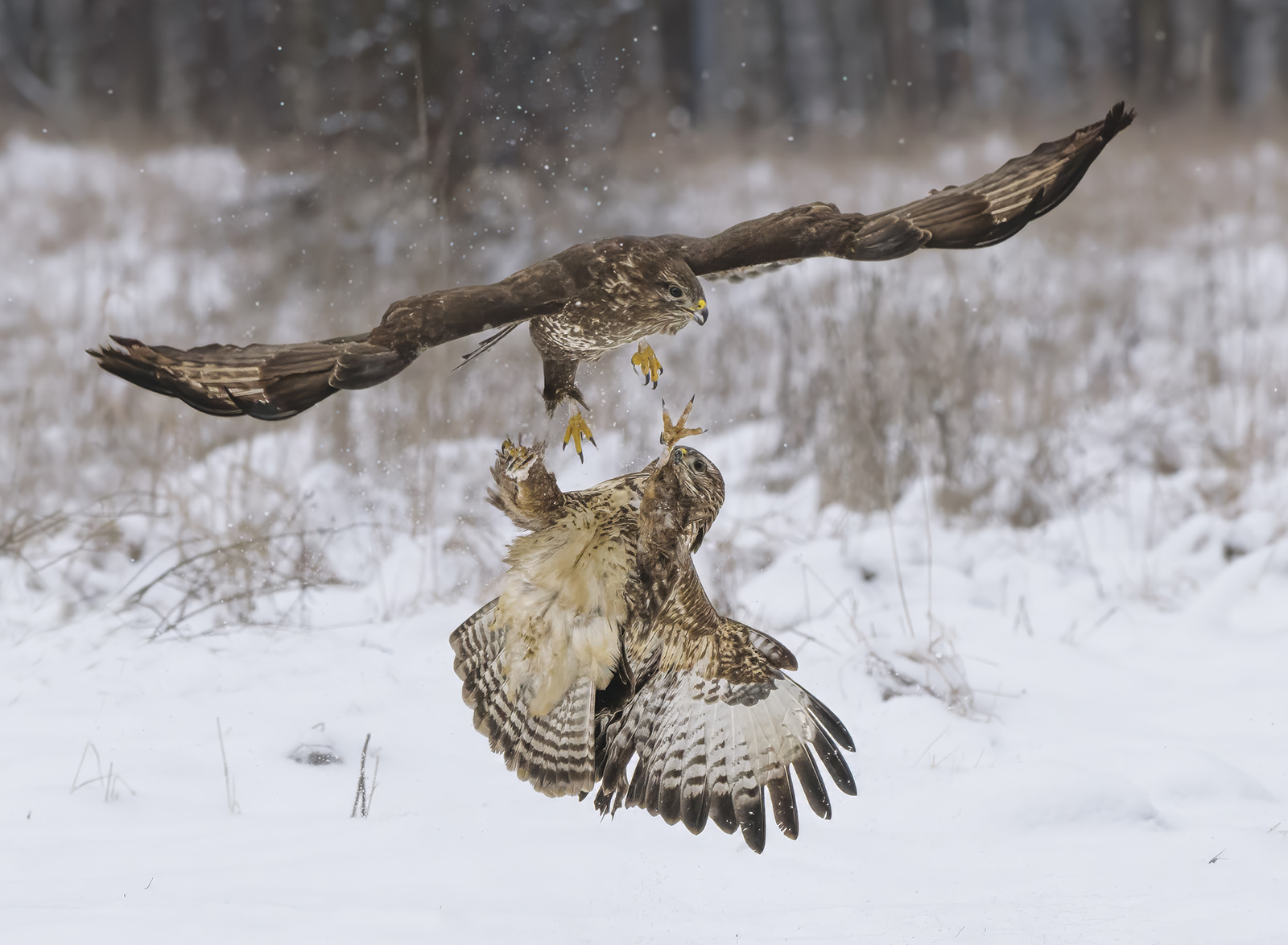 BUZZARDS IN SNOW